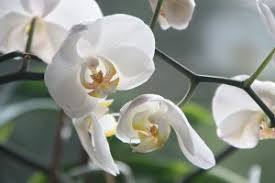 de Orchideeëntuin Gerendal